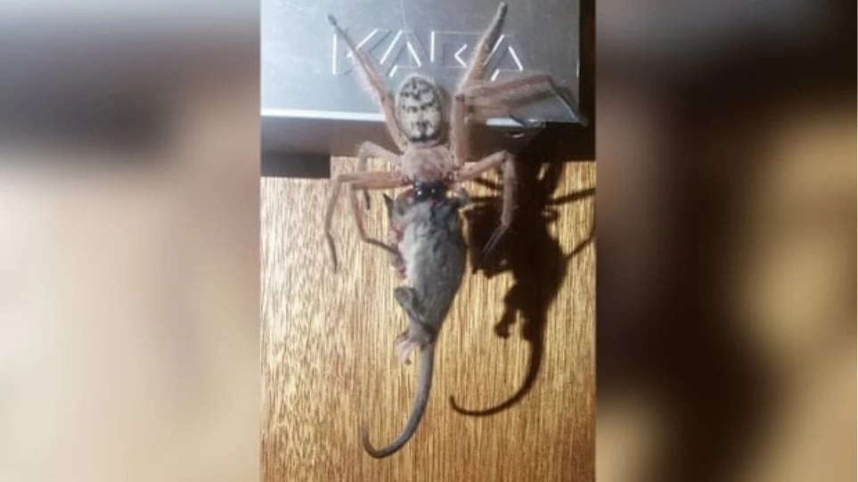 Εφιάλτης! Τεράστια αράχνη καταβροχθίζει πόσουμ